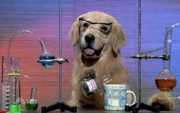 dog_cropped.png
